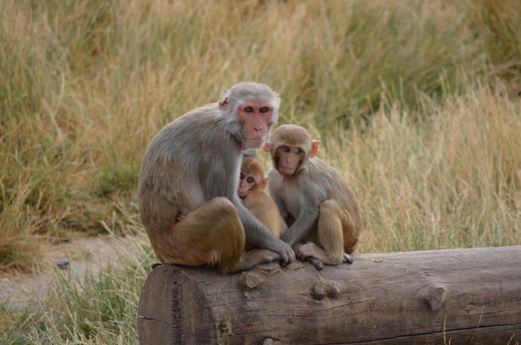 A mother rhesus macque sitting on a tree log in contact with her newest infant and and weanling